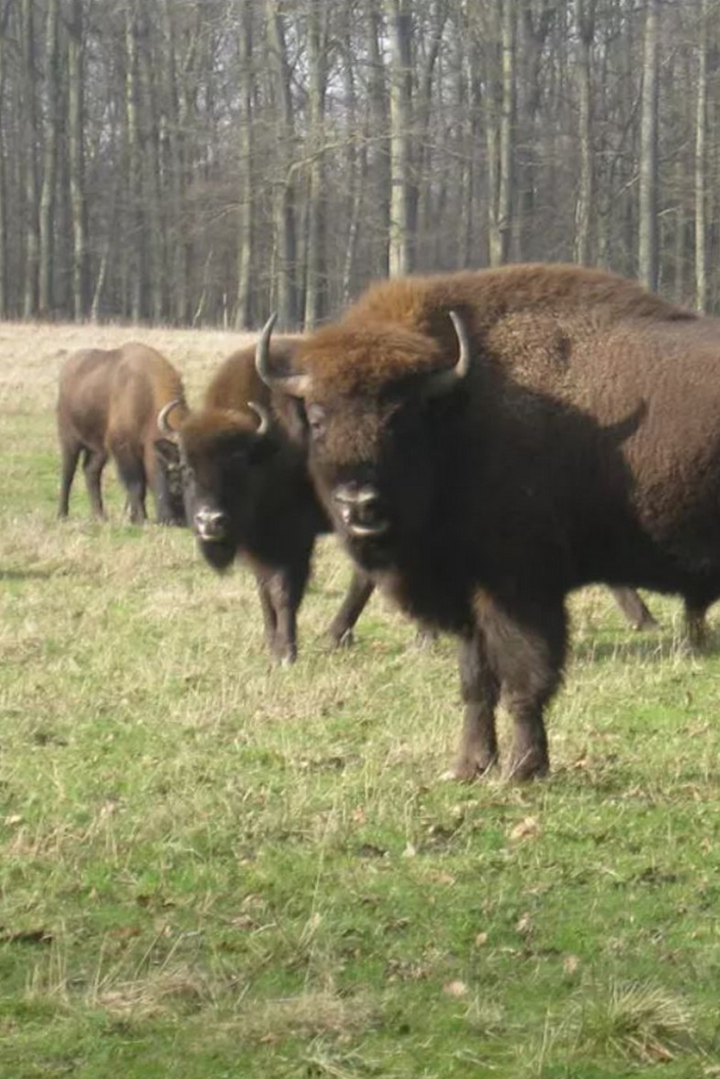 Naturen i fokus på Bornholm 4/10 2025